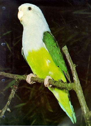 Agapornis_cana.jpg